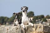 WHIPPET 271